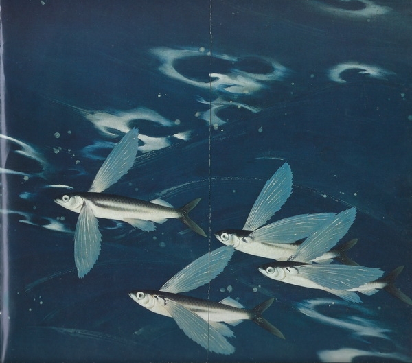 Рюси Кавабата «Тёплое морское течение Куросио» ширма 168х168 1932 г. (правая часть)